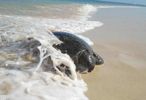 オーストラリア西海岸で見つけた海ガメ